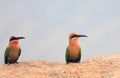 Two White Fronted Bee Eaters perched on the edge of a sandbank on the Luangwa River, Zambia, Southern Africa, Royalty Free Stock Photo