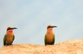 Two White-Fronted Bee-Eaters perched on the edge of a sandbank in south luangwa Royalty Free Stock Photo