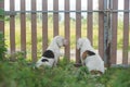 Two white fur beagle dogs sitting in front of the fence door looking outside to the the grass field after playing Royalty Free Stock Photo