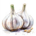 Two white garlic bulbs are on a white background Royalty Free Stock Photo
