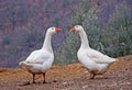 Two White Geese Royalty Free Stock Photo