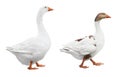 Two white geese