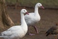 Two white geese outside Royalty Free Stock Photo