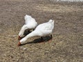 Two white geese close up in a poultry farm in the village, eco life Royalty Free Stock Photo