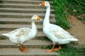 Two white geese Royalty Free Stock Photo