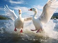 Two White Geese Fighting on a Blue Lake