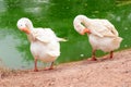 Two white geese Royalty Free Stock Photo