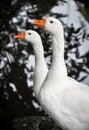 Two white geese in front of small lake, lifestock farm birds