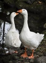 Two white geese in front of small lake, lifestock farm birds