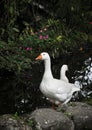 Two white geese in front of small lake, lifestock farm birds