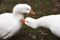 Two white geese on a green lawn Royalty Free Stock Photo