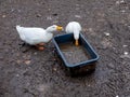Two white geese on the muddy ground drink water from a trough Royalty Free Stock Photo