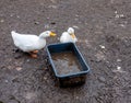 Two white geese on the muddy ground drink water from a trough Royalty Free Stock Photo