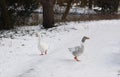 Two white geese, on snow. Royalty Free Stock Photo