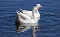 Two White Geese Royalty Free Stock Photo