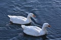 Two white geese Royalty Free Stock Photo