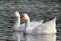 Two White Geese Royalty Free Stock Photo