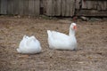 Two white geese Royalty Free Stock Photo