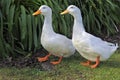 Two white geese walking on green grass Royalty Free Stock Photo