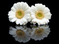 Two white gerberas with mirror image on black Royalty Free Stock Photo