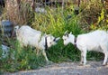 Two white goat chewing Royalty Free Stock Photo