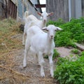 Two white goat Royalty Free Stock Photo