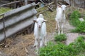 Two white goat Royalty Free Stock Photo