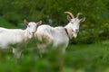 Two white goat standing on green grass Royalty Free Stock Photo
