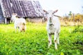 Two white goat walking on a farmstead, Pskov, Russia Royalty Free Stock Photo