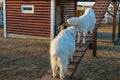 Two white goats fight with horns on a sloping staircase