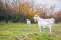 Two white goats graze in the meadow Royalty Free Stock Photo