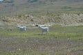 Two running white goats in the pasture