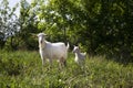 Two white goats small and adult graze in summer on grass, background