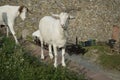 White goats standing on the edge of a wall Royalty Free Stock Photo