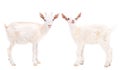 Two white goats Royalty Free Stock Photo