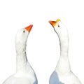 Two white goose bird heads isolated on white