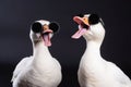 Two white goose singing a song created with generative AI technology Royalty Free Stock Photo