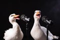 Two white goose singing a song created with generative AI technology Royalty Free Stock Photo