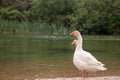 Two white goose standing together one the shore of a river. Goose are inseperable couples, type of bird known for staying together