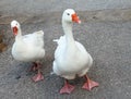 Two white goose went for a walk