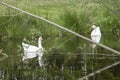 Two white gooses gliding across a lake, a large branch diagonally in the water, fairy tale, swans reflected in the lake, Selective