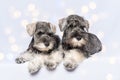 Two white and gray color miniature schnauzer dogs lie on a light background with beautiful bokeh, copy space. Royalty Free Stock Photo