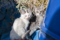 Two white-gray little hungry homeless kitten with soured eyes near the blue barrel in Athens, Greece Royalty Free Stock Photo