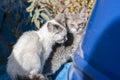 Two white-gray little hungry homeless kitten with soured eyes near the blue barrel in Athens, Greece