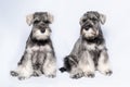 Two white and gray miniature schnauzer dogs sit side by side on a light background. Bearded miniature schnauzer puppies Royalty Free Stock Photo