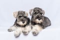 Two white and gray miniature schnauzer dogs sit side by side on a light background. Family of dogs. Royalty Free Stock Photo