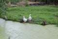 Two white grazing geese on the shore of a pond overgrown with duckweed Royalty Free Stock Photo
