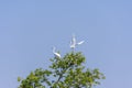 Two White Great egrets, Ardea alba, Bok, Bird on the top of a tree flying with wings wide open Royalty Free Stock Photo