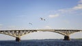 Two white gulls fly over the bridge over the river. Volga, Russia