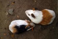 Two white hamsters eating a piece of carrot Royalty Free Stock Photo